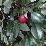 Syzygium australe Fruchs