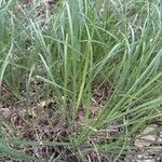 Eragrostis curvula 葉