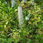 Camassia scilloides Flower