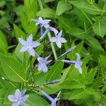 Amsonia tabernaemontanaFlor