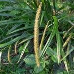 Carex pendula Fleur