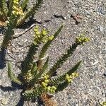 Euphorbia paralias Flor