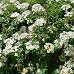 Spiraea × vanhouttei Çiçek
