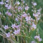 Limonium carolinianum Celota