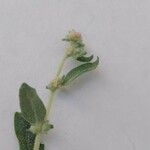 Atriplex laciniata 花