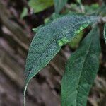 Buddleja globosa Blad