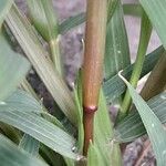 Eragrostis minor 樹皮