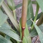 Eragrostis minor Bark