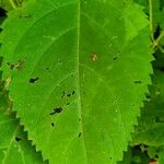 Collinsonia canadensis Leaf