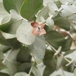 Eucalyptus pulverulenta Blad