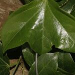 Passiflora obtusifolia Liść