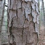 Pinus echinata Corteza
