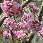 Prunus sargentii Blüte