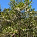 Elaeocarpus reticulatus Blüte