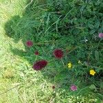 Sanguisorba officinalisFlors