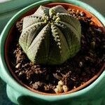 Euphorbia obesa Лист