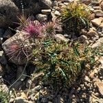 Ptilostemon hispanicus Flower