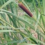 Typha latifoliaFloro