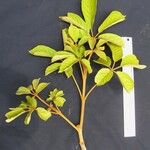 Handroanthus ochraceus Other