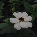 Zinnia spp. Flower
