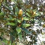 Magnolia grandiflora عادت