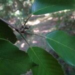 Quercus glauca Ffrwyth