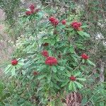 Pittosporum coccineum Costuma