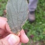 Celtis africana Blatt