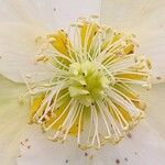 Helleborus niger Flor