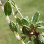 Helianthemum oelandicum Blad