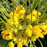 Senna artemisioides Çiçek