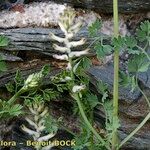 Fumaria barnolae Libunga