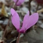 Cyclamen purpurascens Kvet