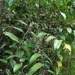 Casearia silvana ശീലം