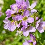 Cardamine pratensisVirág