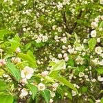 Malus baccata Blomst