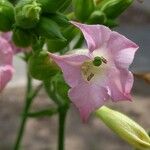 Nicotiana tabacum Blomma