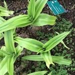 Crinum moorei Blad