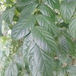 Spathodea campanulataഇല