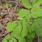 Caulophyllum thalictroides Blatt