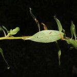 Sauvagesia erecta 樹皮