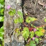 Geranium lucidumBlüte