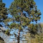 Pinus resinosa Coajă