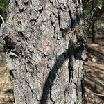 Pinus banksiana Bark