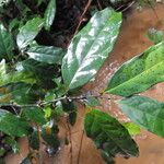 Diospyros bipindensis Hoja