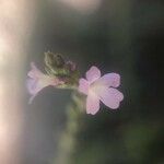 Verbena officinalis Flower
