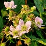 Rubus scaber Flower