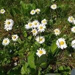 Bellis perennisKvet