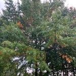 Quercus palustris Hábito