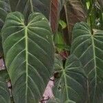 Philodendron gigas Φύλλο